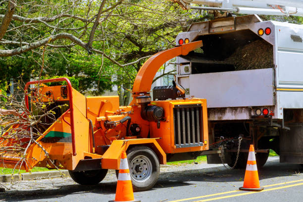 Derwood, MD Tree Removal and Landscaping Services Company